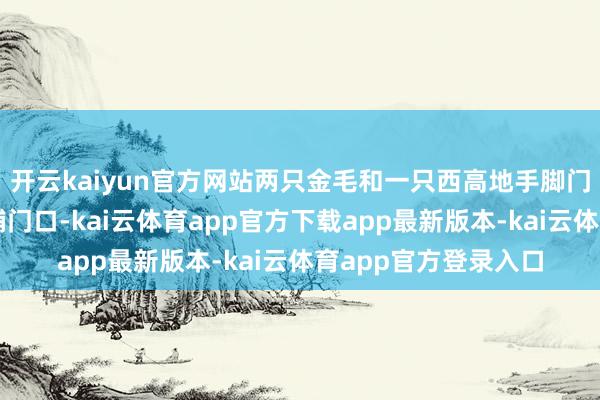 开云kaiyun官方网站两只金毛和一只西高地手脚门店的迎宾犬站在店铺门口-kai云体育app官方下载app最新版本-kai云体育app官方登录入口